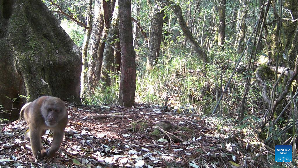 Animals seen in Gaoligong Mountain National Nature Reserve in Yunnan