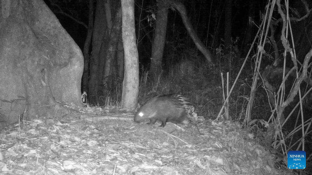 Animals seen in Gaoligong Mountain National Nature Reserve in Yunnan