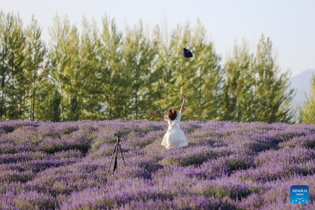 Lavender planting bases promote local tourism and lavender processing industry in NW China