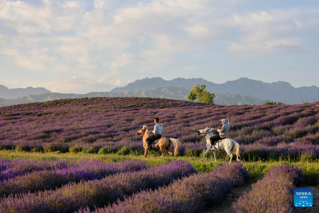 Lavender planting bases promote local tourism and lavender processing industry in NW China