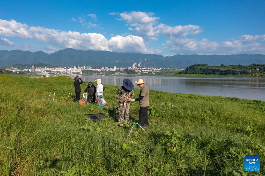 Three Gorges Reservoir witnesses improved ecological environment in SW China's Chongqing