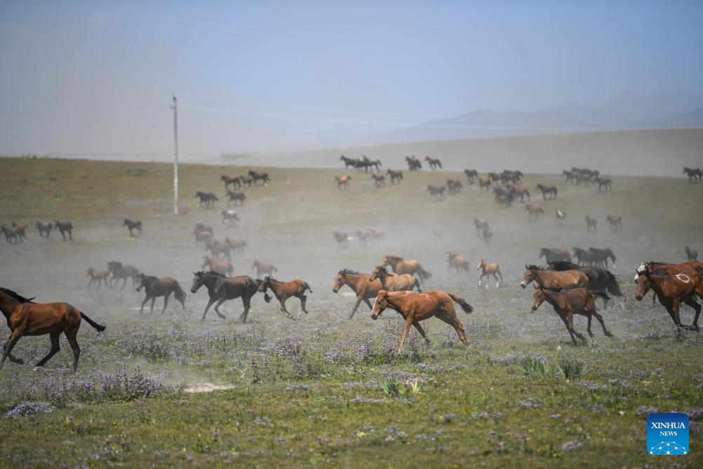 NW China's Zhaosu County enters peak tourism season in summer