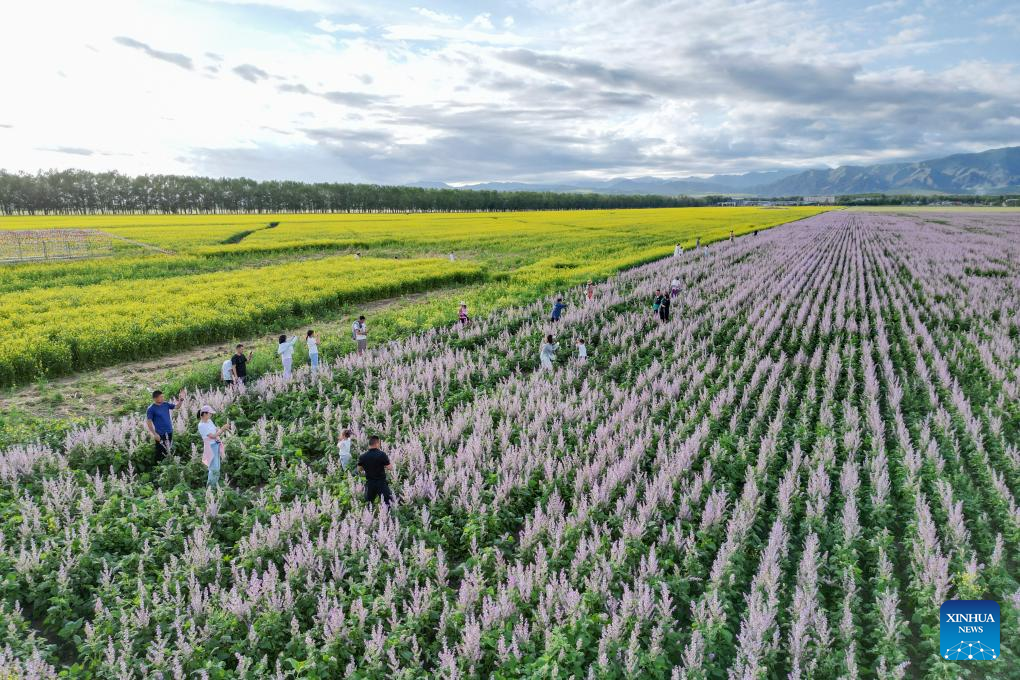 NW China's Zhaosu County enters peak tourism season in summer