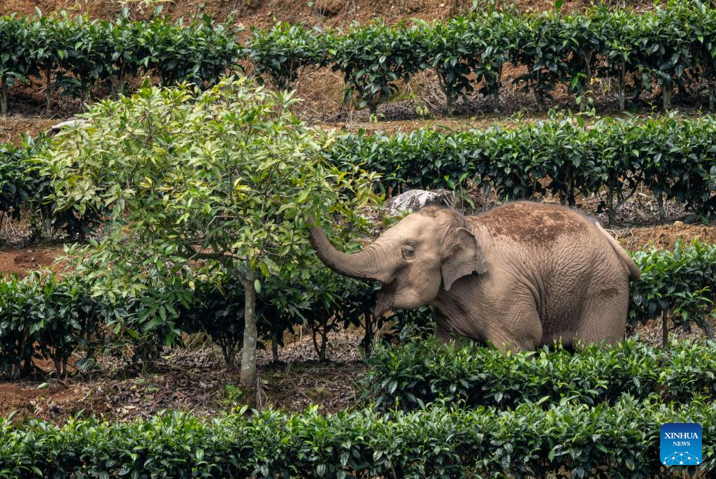 In pics: wild Asian elephants in Jiangcheng County, SW China