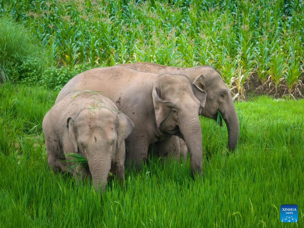 In pics: wild Asian elephants in Jiangcheng County, SW China