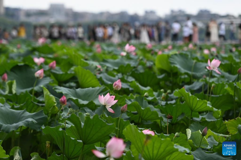 Tourists enjoy lotus flowers in West Lake scenic area in Hangzhou