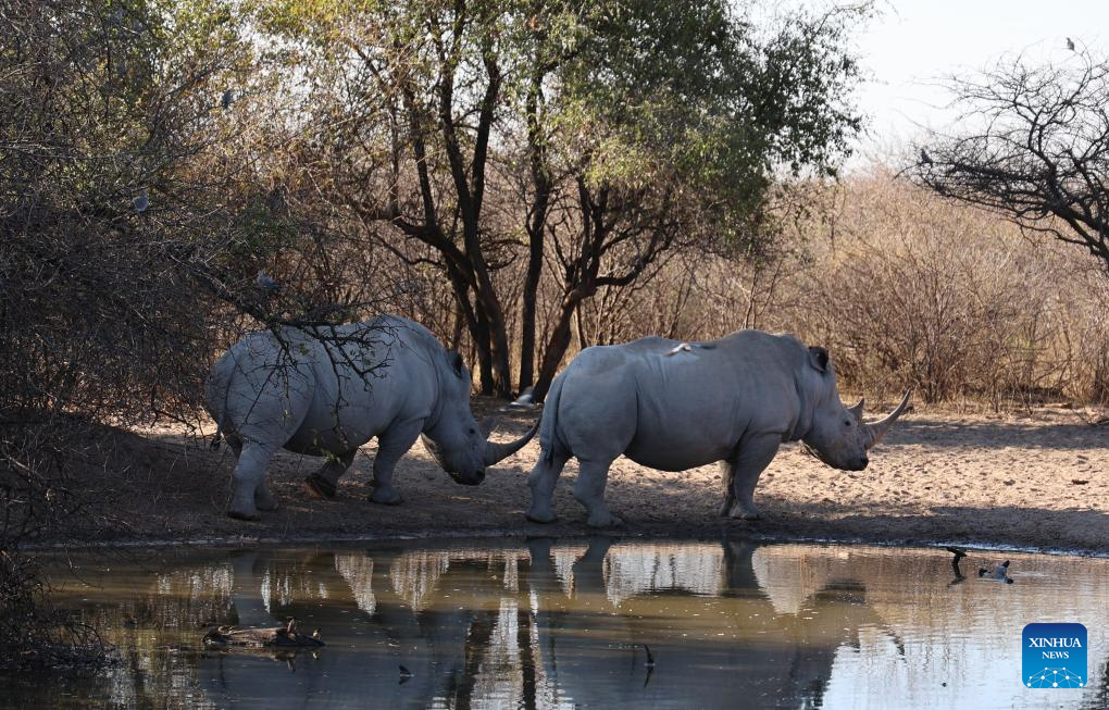 Khama Rhino Sanctuary provides prime habitat for animals in Botswana
