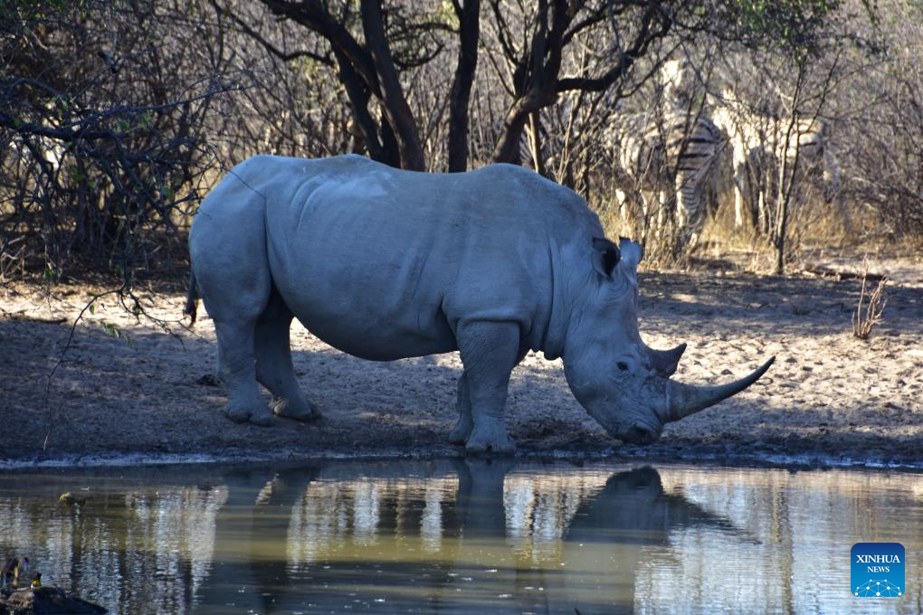 Khama Rhino Sanctuary provides prime habitat for animals in Botswana