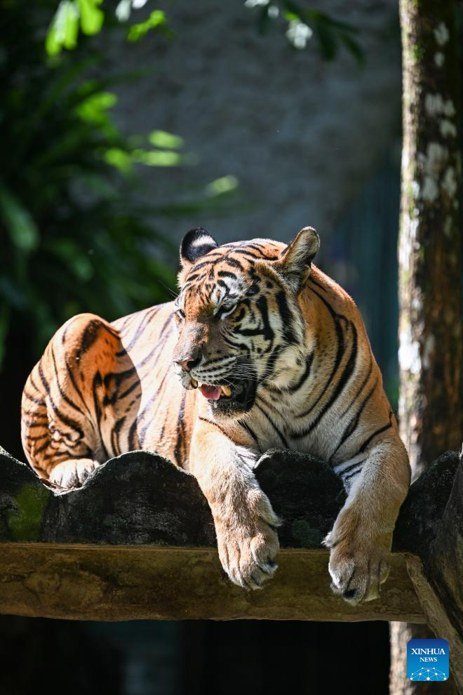 International Tiger Day marked in Malaysia
