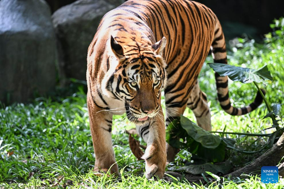 International Tiger Day marked in Malaysia