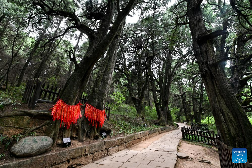 Ancient cypress trees preserved in section of road system, SW China's Sichuan