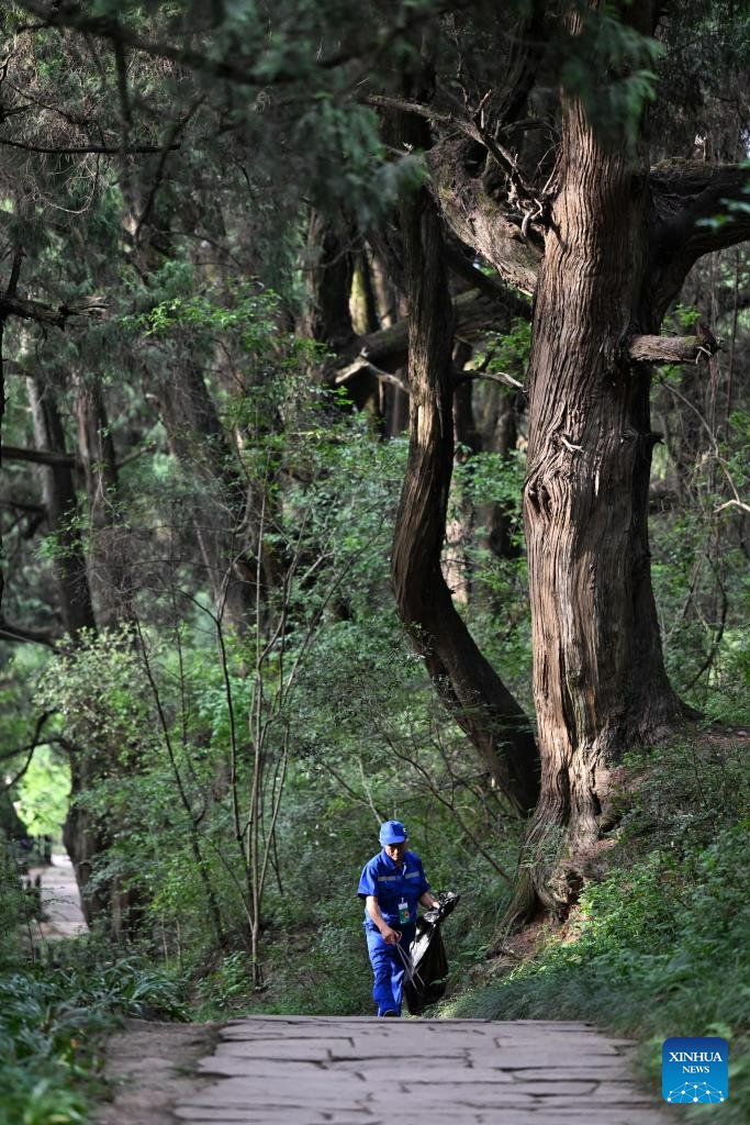 Ancient cypress trees preserved in section of road system, SW China's Sichuan