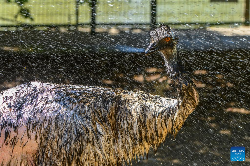 Animal keepers of Israeli zoo help animals cool down in hot weather