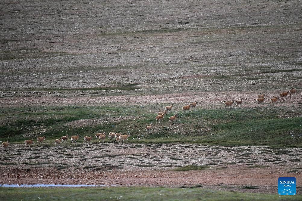Homebound migration of Tibetan antelopes enters peak period in NW China's Qinghai
