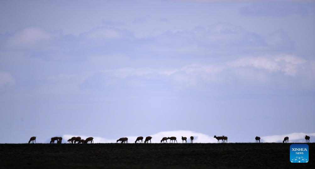 Homebound migration of Tibetan antelopes enters peak period in NW China's Qinghai