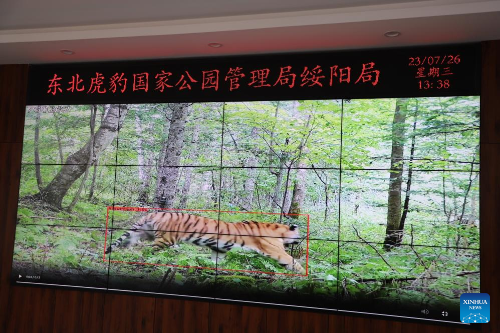 China Focus: Technology paves way for return of Siberian tigers