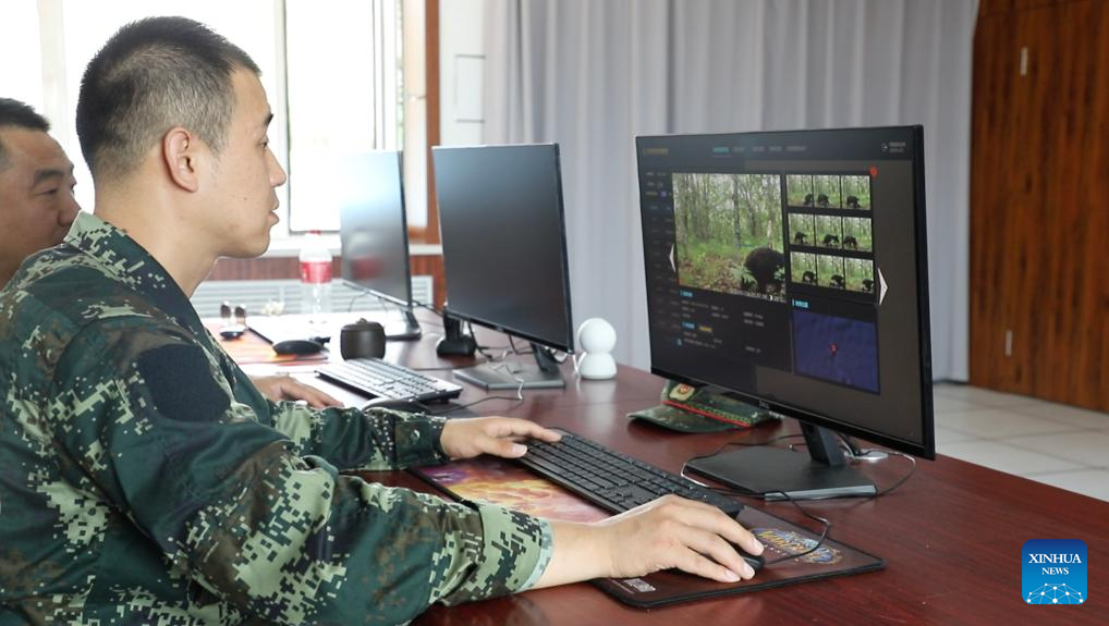 China Focus: Technology paves way for return of Siberian tigers