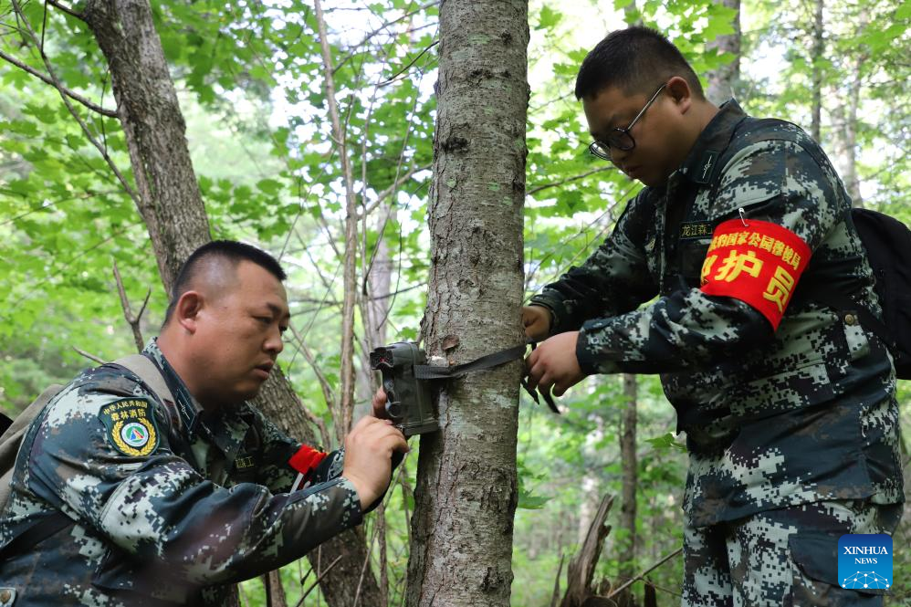 China Focus: Technology paves way for return of Siberian tigers