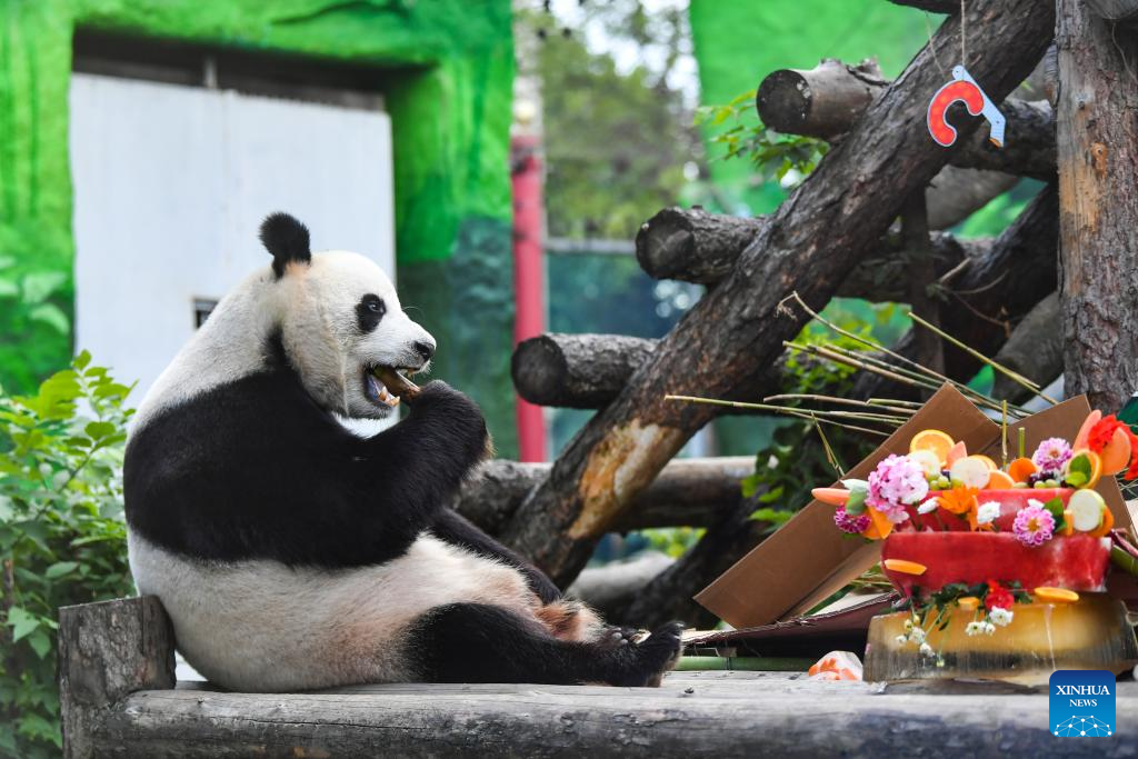 Giant pandas' birthday celebrated at Moscow Zoo