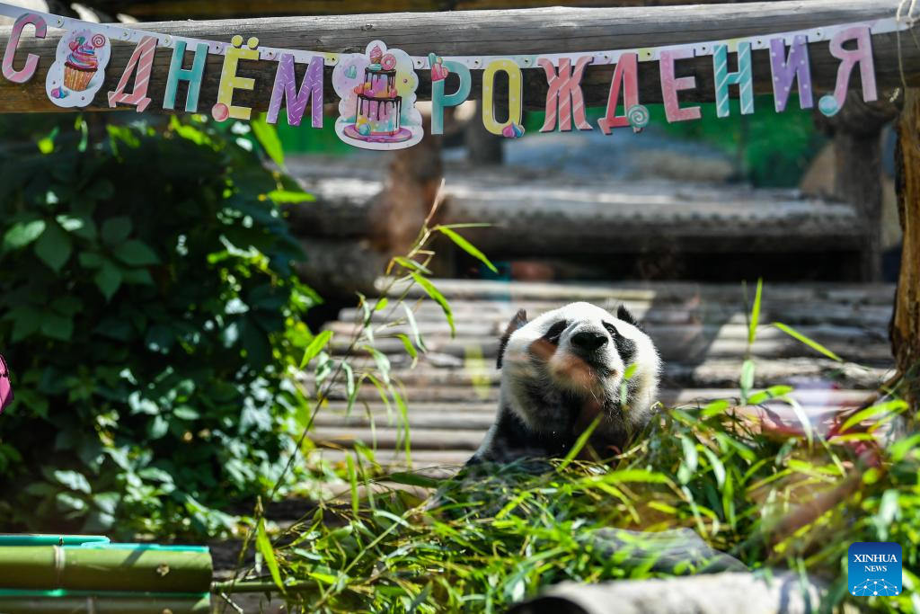 Giant pandas' birthday celebrated at Moscow Zoo