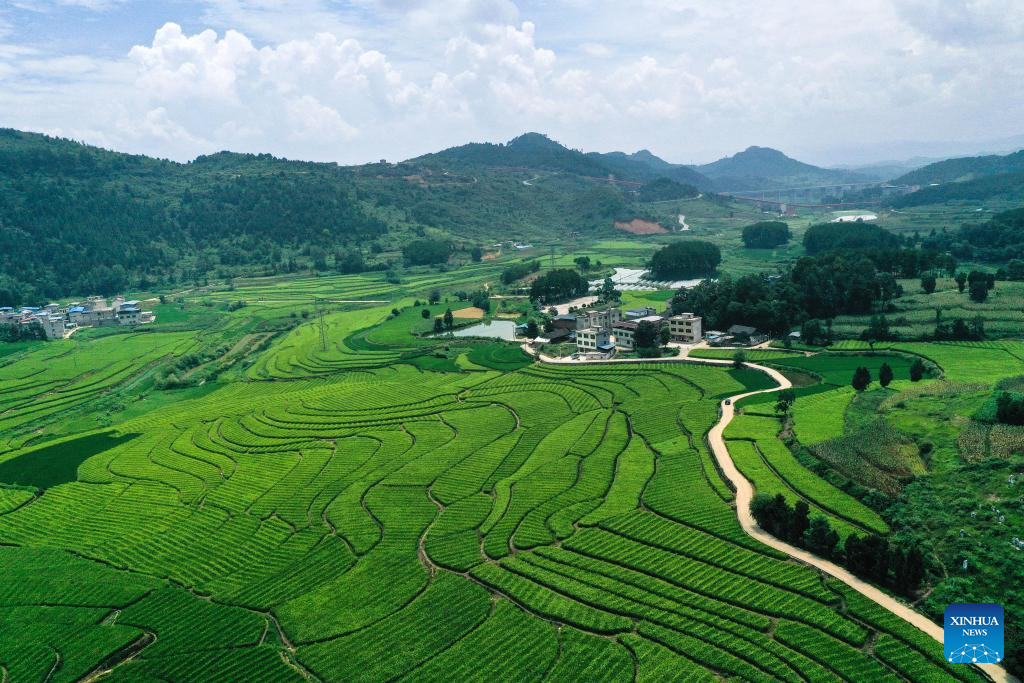 In pics: Cengong, major rice-growing county in China's Guizhou