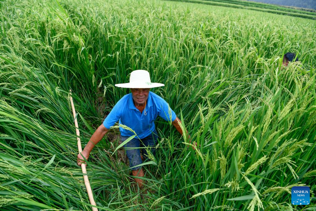 In pics: Cengong, major rice-growing county in China's Guizhou