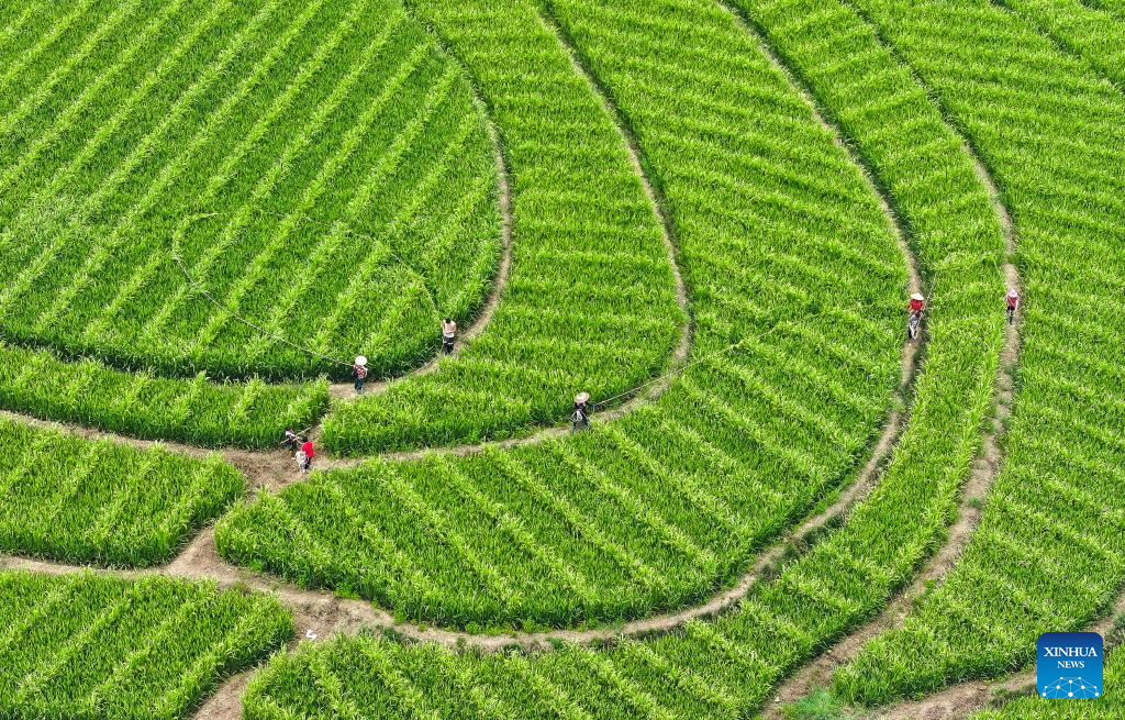 In pics: Cengong, major rice-growing county in China's Guizhou