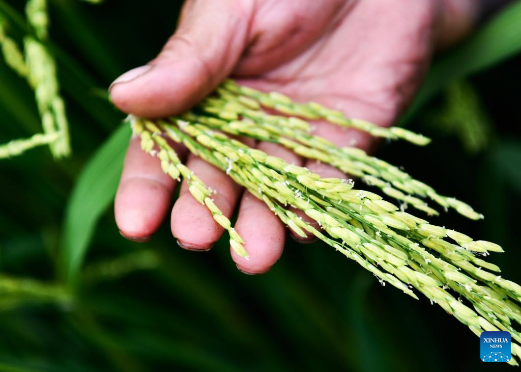 In pics: Cengong, major rice-growing county in China's Guizhou