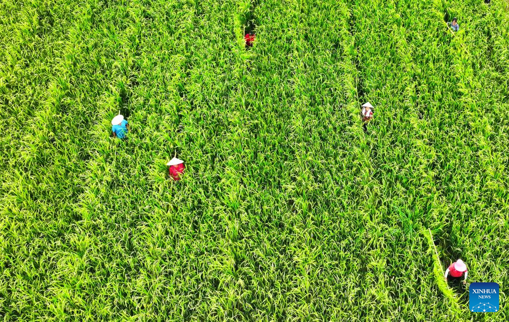 In pics: Cengong, major rice-growing county in China's Guizhou