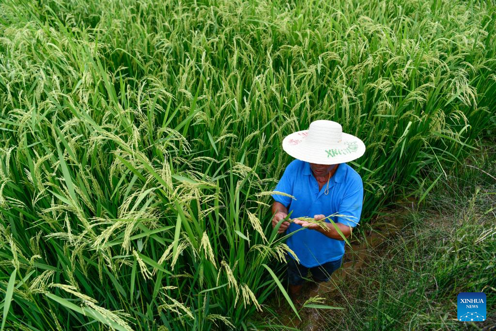 In pics: Cengong, major rice-growing county in China's Guizhou