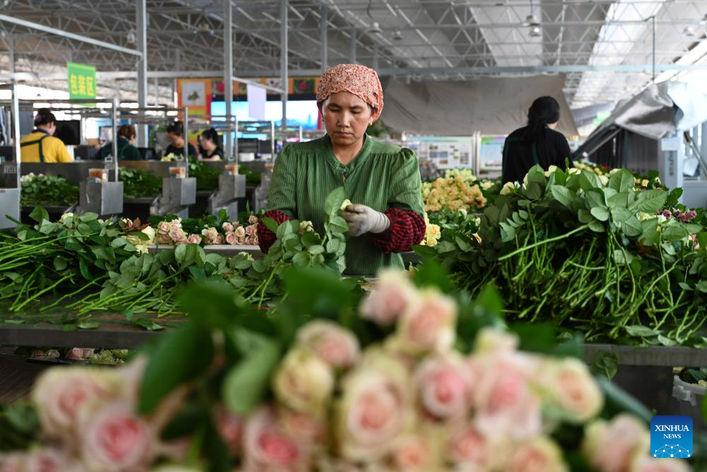 Rose sales benefit locals in Lanzhou
