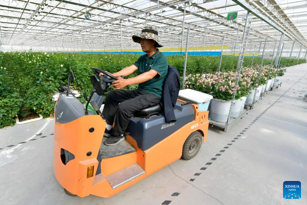 Rose sales benefit locals in Lanzhou