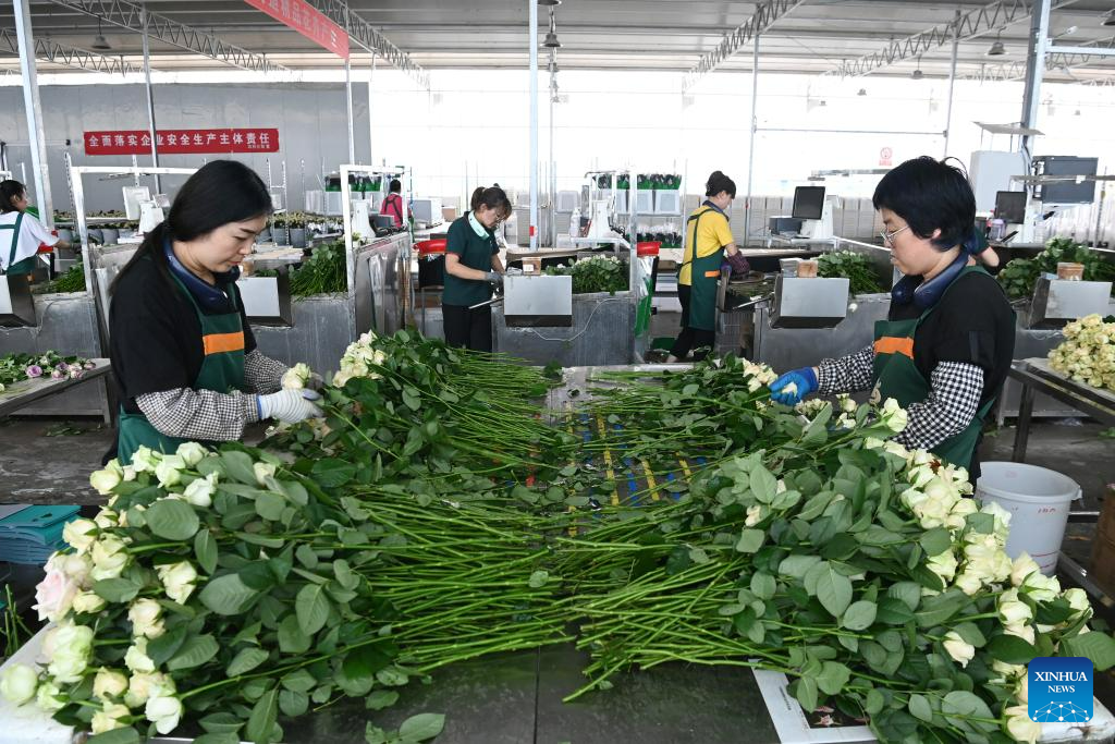 Rose sales benefit locals in Lanzhou