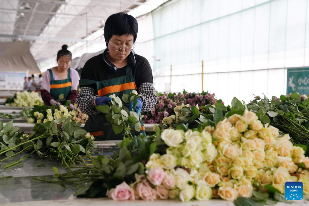 Rose sales benefit locals in Lanzhou