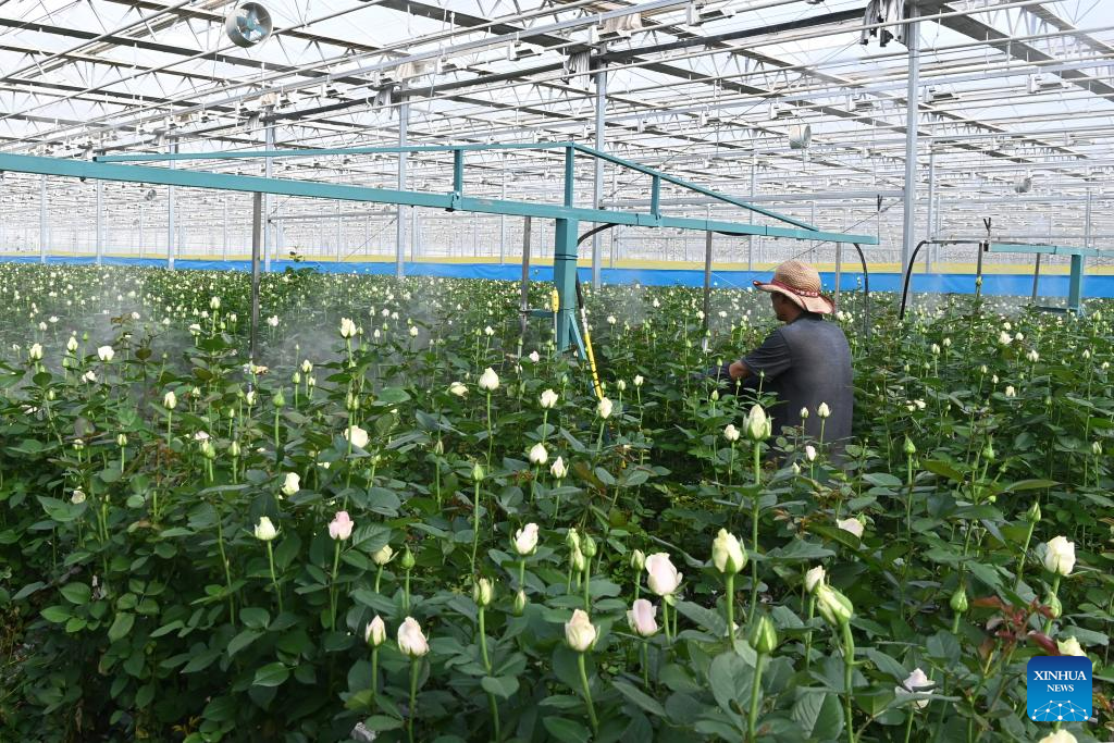 Rose sales benefit locals in Lanzhou