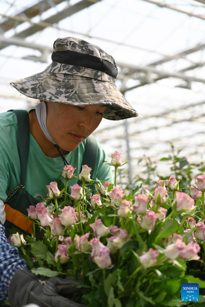 Rose sales benefit locals in Lanzhou