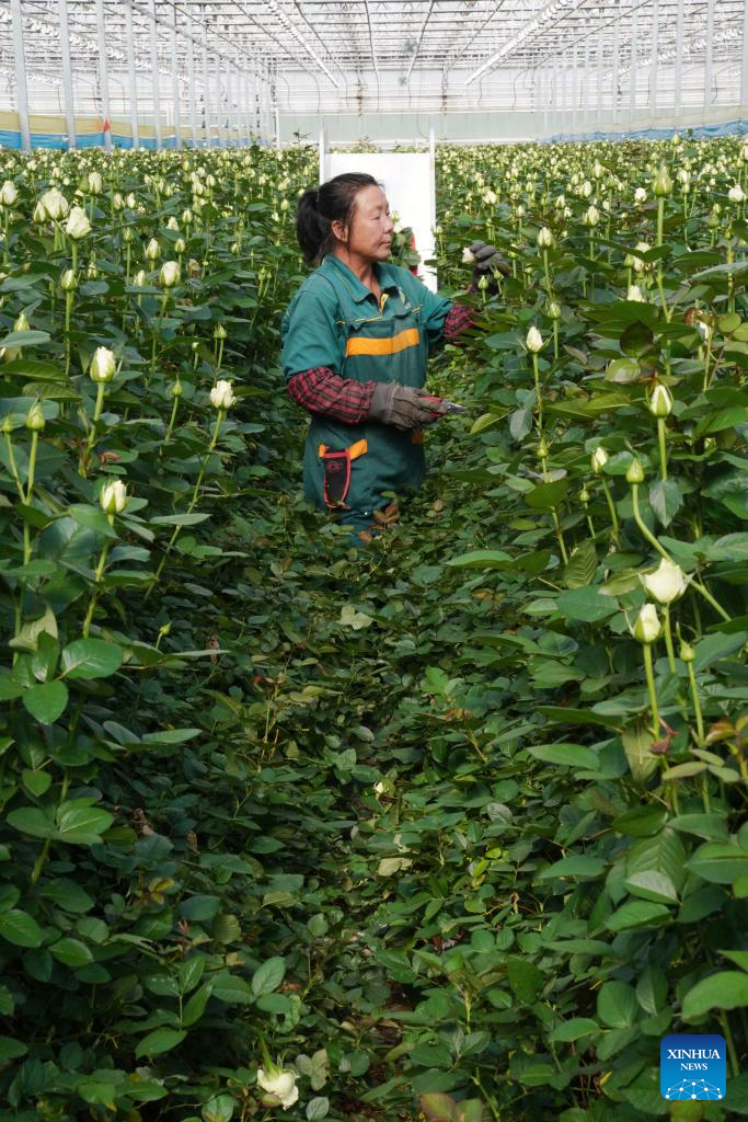 Rose sales benefit locals in Lanzhou