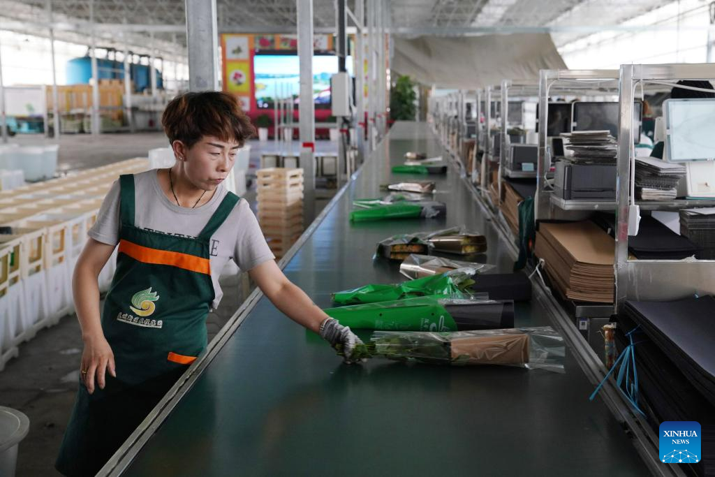 Rose sales benefit locals in Lanzhou