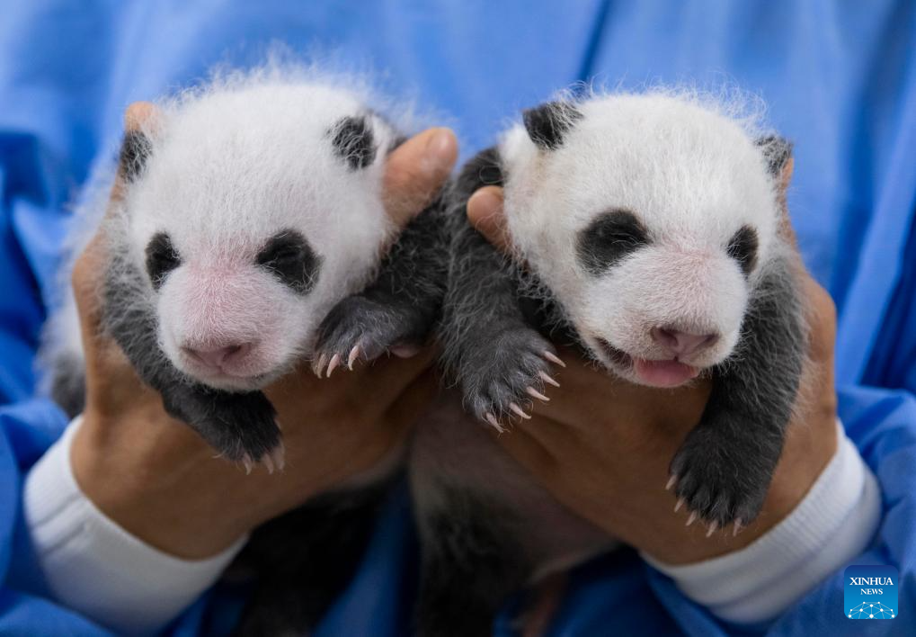 Female panda twin cubs in South Korea turn one month old