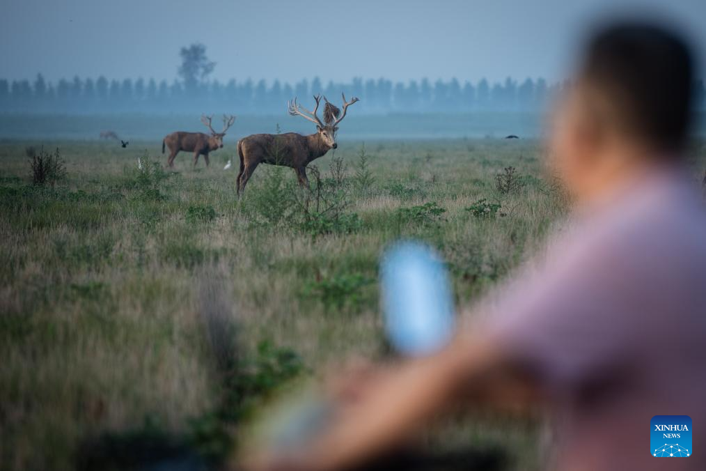 Population of milu deer increases due to conservation efforts in central China