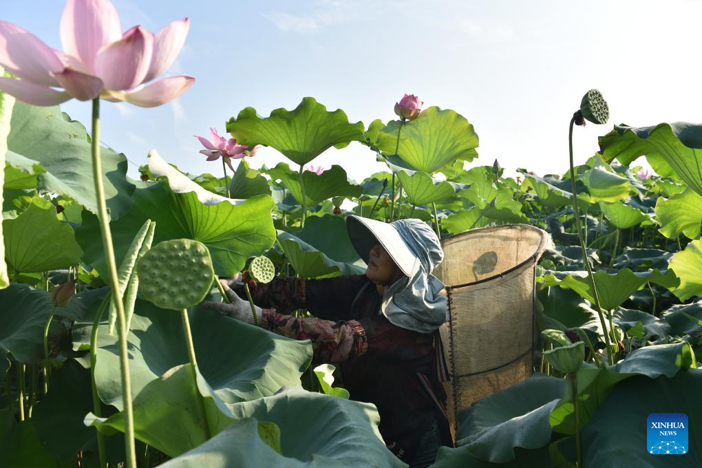 Farmers busy with harvesting across country on first day of autumn