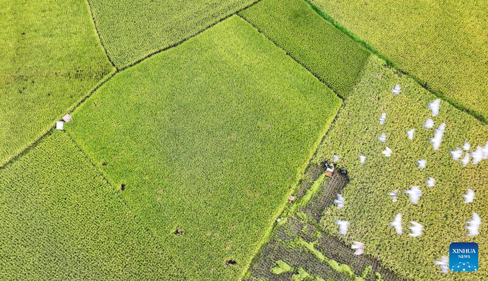 Farmers busy with harvesting across country on first day of autumn