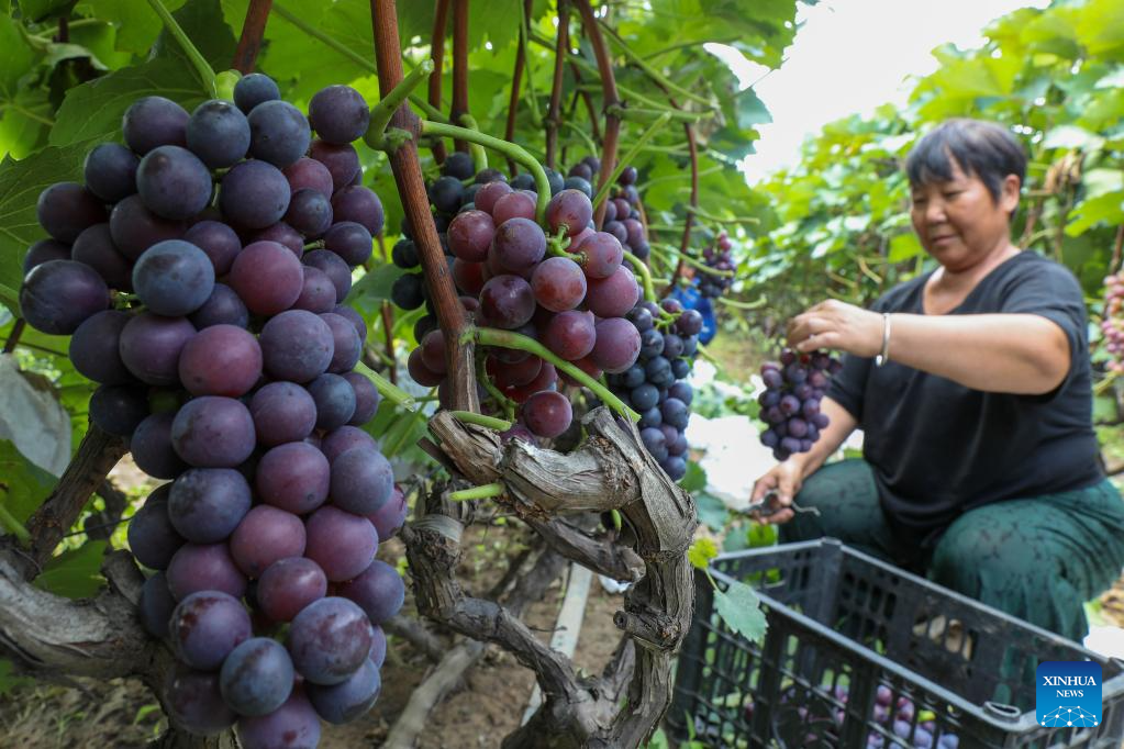 Farmers busy with harvesting across country on first day of autumn