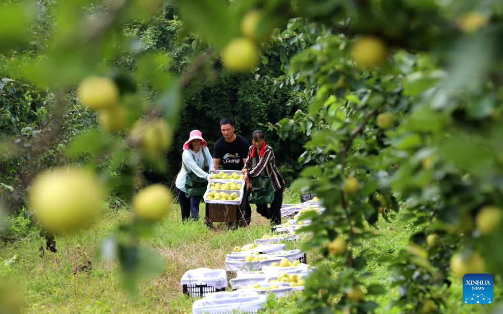 Farmers busy with harvesting across country on first day of autumn