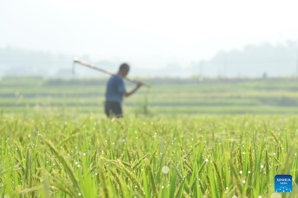 Farmers busy with harvesting across country on first day of autumn