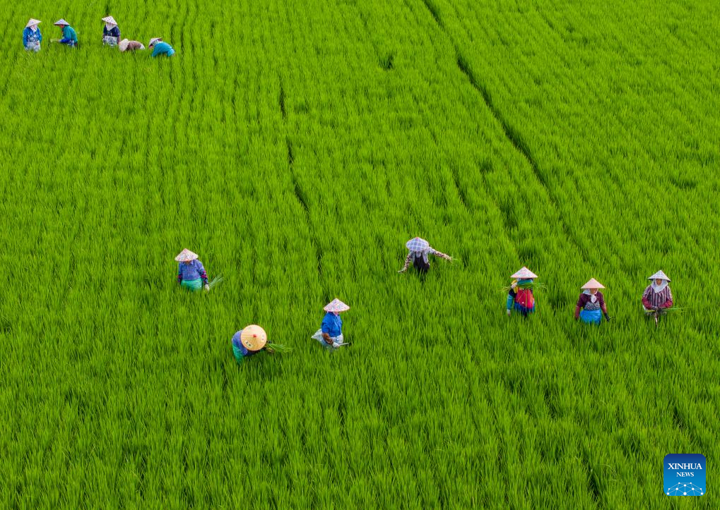 Farmers busy with harvesting across country on first day of autumn