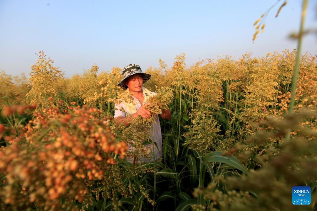 Farmers busy with harvesting across country on first day of autumn