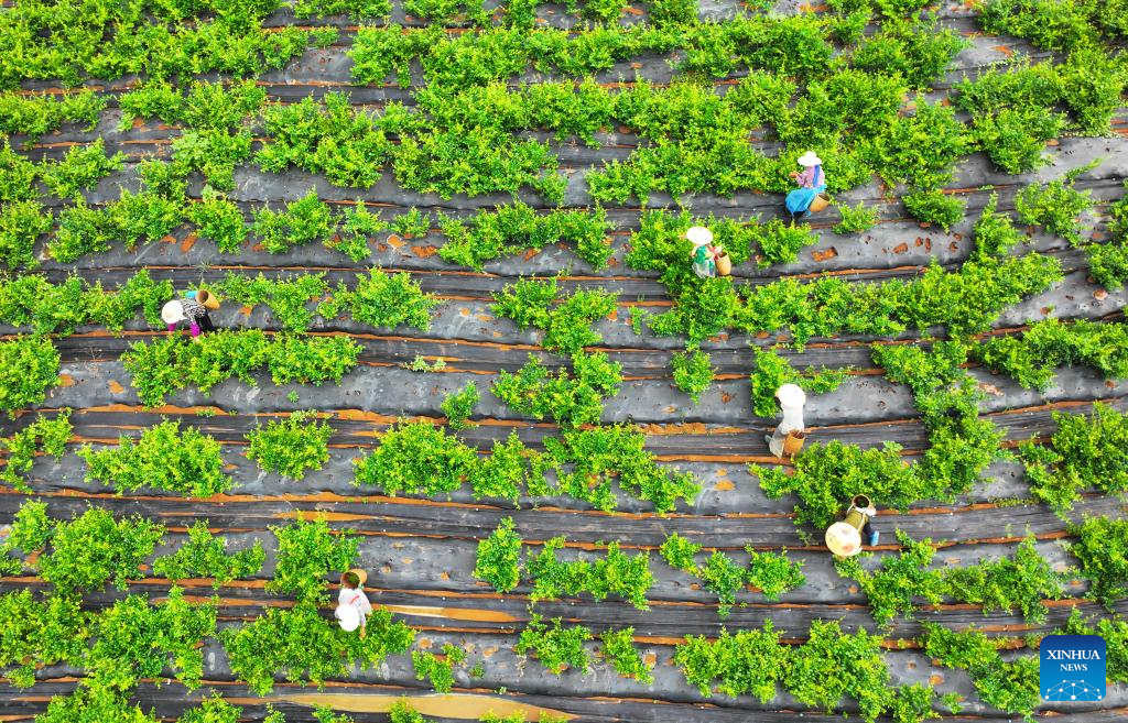 Farmers busy with harvesting across country on first day of autumn