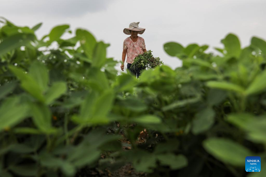 Farmers busy with harvesting across country on first day of autumn