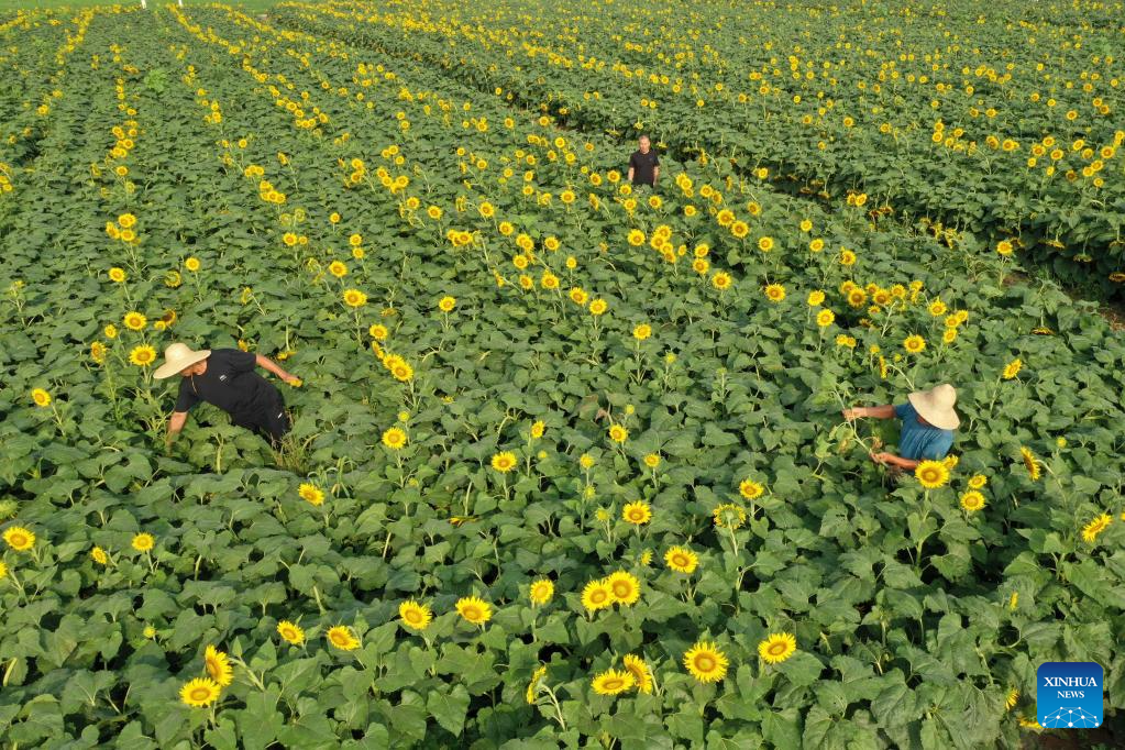 Farmers busy with harvesting across country on first day of autumn